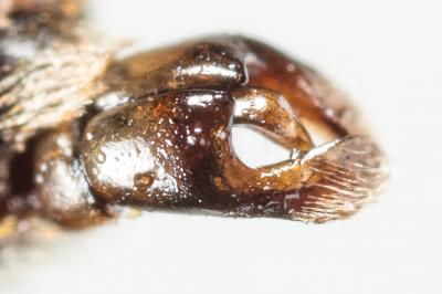  Andrena ovata