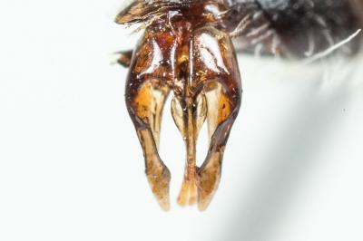  Andrena panurgina De Stefani, 1889