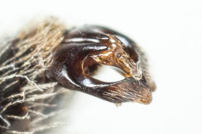  Andrena simontornyella Noskiewicz, 1939