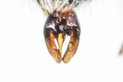  Andrena spreta Pérez, 1895