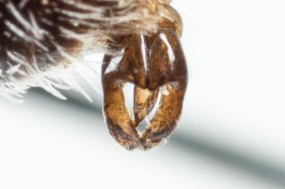  Andrena tenuistriata Pérez, 1895
