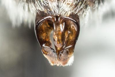  Andrena ventricosa Dours, 1873