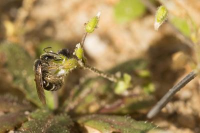  Lasioglossum marginatum (Brullé, 1832)