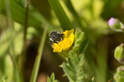  Osmia submicans Morawitz, 1870