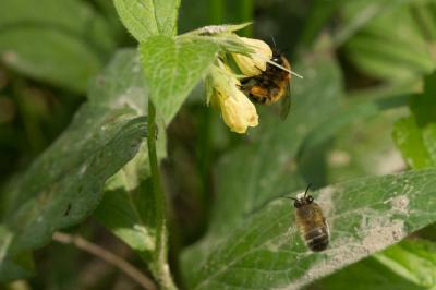 Anthophore commune, Anthophore plumeuse, Anthophor Anthophora plumipes (Pallas, 1772)
