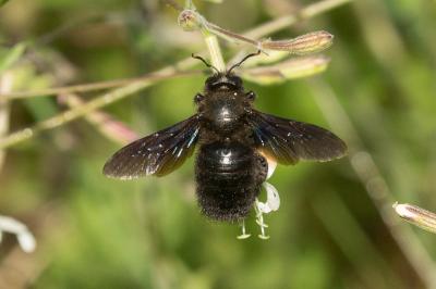 Abeille charpentière, Xylocope violet Xylocopa violacea (Linnaeus, 1758)