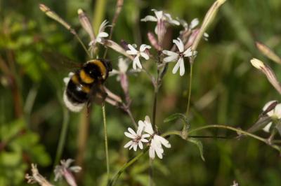 Bourdon des jardins Bombus hortorum (Linnaeus, 1760)