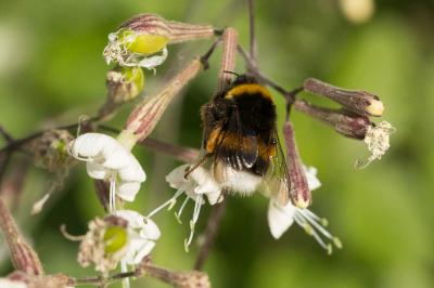 Bourdon terrestre (Le) Bombus terrestris (Linnaeus, 1758)