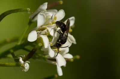  Hylaeus Fabricius, 1793