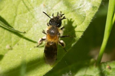  Andrena symphyti Schmiedeknecht, 1883