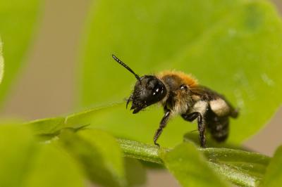  Andrena symphyti Schmiedeknecht, 1883