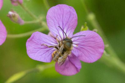 Osmie rousse Osmia bicornis (Linnaeus, 1758)