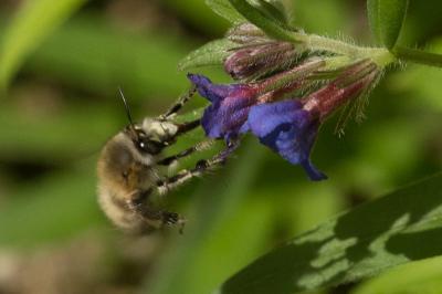 Anthophore commune, Anthophore plumeuse, Anthophor Anthophora plumipes (Pallas, 1772)