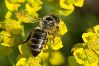 Abeille domestique, Abeille européenne, Abeille me Apis mellifera Linnaeus, 1758