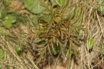 Moloposperme du Péloponnèse Molopospermum peloponnesiacum (L.) W.D.J.Koch, 1824