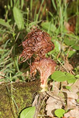 Moloposperme du Péloponnèse Molopospermum peloponnesiacum (L.) W.D.J.Koch, 1824