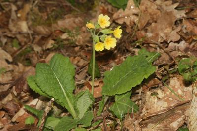 Primevère variable Primula x polyantha Mill., 1768