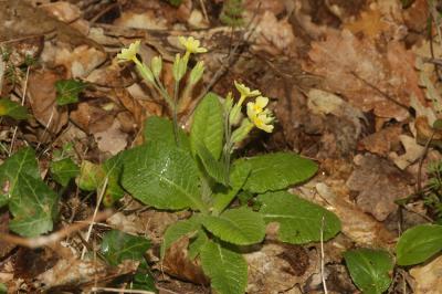 Primevère variable Primula x polyantha Mill., 1768