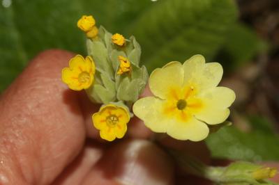  Primula L., 1753