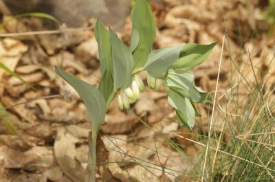 Sceau de salomon odorant, Polygonate officinal Polygonatum odoratum (Mill.) Druce, 1906