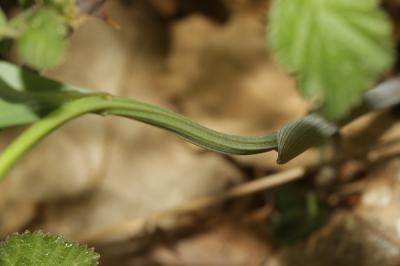 Sceau de salomon odorant, Polygonate officinal Polygonatum odoratum (Mill.) Druce, 1906
