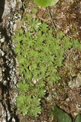 Orpin hérissé, Sédum hérissé Sedum hirsutum All., 1785