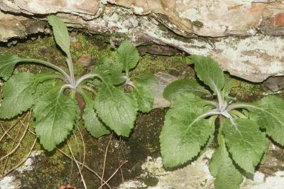 Digitale pourpre, Gantelée Digitalis purpurea L., 1753