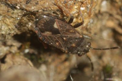  Lygaeosoma sardeum Spinola, 1837