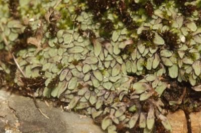  Riccia L., 1753