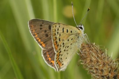 Cuivré fuligineux (Le), Argus myope (L'), Polyomma Lycaena tityrus (Poda, 1761)