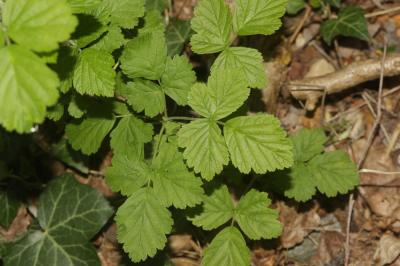 Ronce des rochers Rubus saxatilis L., 1753
