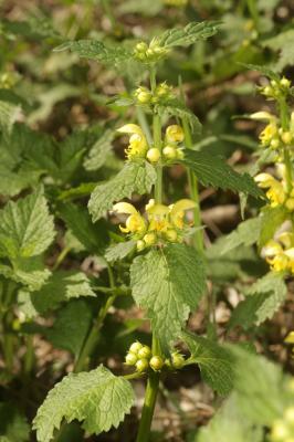 Lamier jaune, Lamier Galéobdolon Lamium galeobdolon (L.) L., 1759