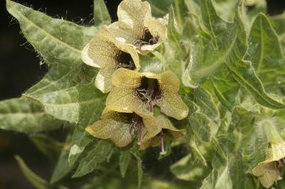 Jusquiame noire Hyoscyamus niger L., 1753