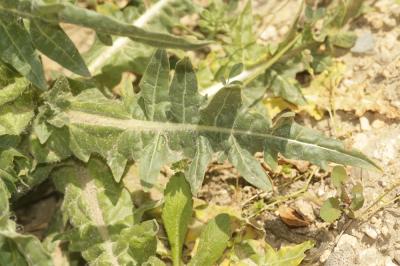 Jusquiame noire Hyoscyamus niger L., 1753