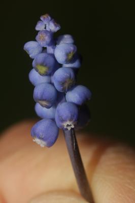 Muscari faux-botryde, Muscari botryoïde, Muscari e Muscari botryoides (L.) Mill., 1768