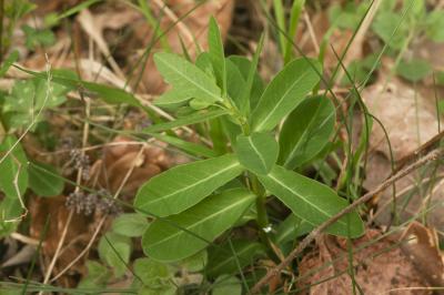Euphorbe douce Euphorbia dulcis L., 1753