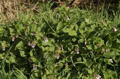  Symphytum grandiflorum DC., 1846