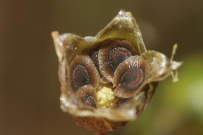 Spergule des champs, Espargoutte des champs, Sparg Spergula arvensis L., 1753