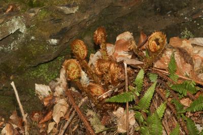 Fougère mâle Dryopteris filix-mas (L.) Schott, 1834