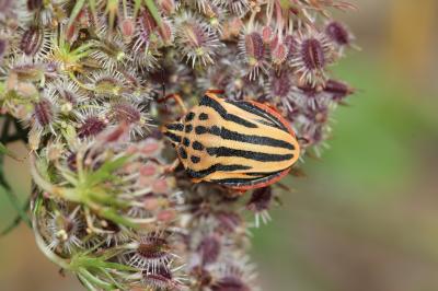  Graphosoma semipunctatum (Fabricius, 1775)