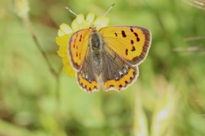 Cuivré commun (Le), Argus bronzé (L'), Bronzé (Le) Lycaena phlaeas (Linnaeus, 1760)