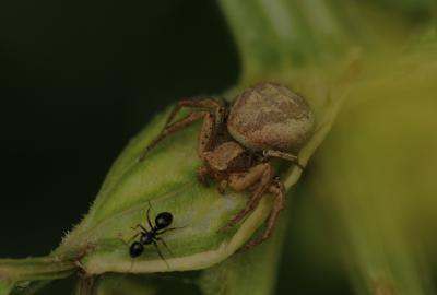 Xystique Xysticus 