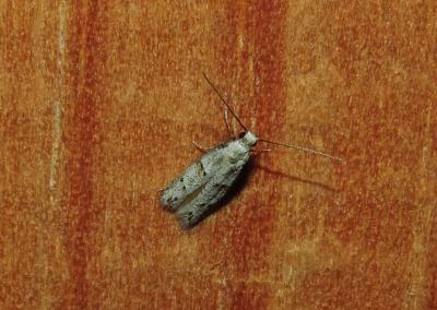  Symmocoides oxybiella (Millière, 1872)