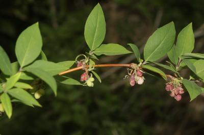  Lonicera fragrantissima Lindl. & Paxton, 1853