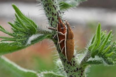  Lixus albomarginatus Boheman, 1842