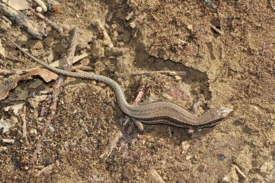 Lézard des murailles Podarcis muralis (Laurenti, 1768)