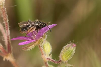  Andrena Fabricius, 1775