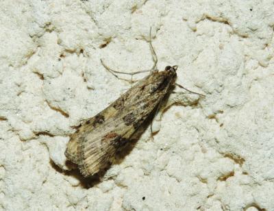  Nomophila noctuella (Denis & Schiffermüller, 1775)