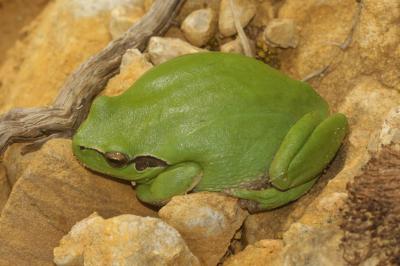 Rainette méridionale Hyla meridionalis Boettger, 1874
