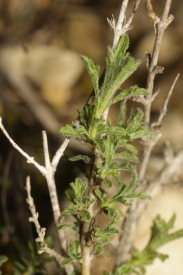 Crapaudine faux Scordium Sideritis fruticulosa Pourr., 1788